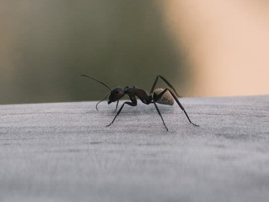 An ant on a piece of wood outside.