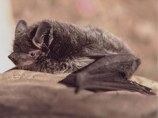 A bat sitting on a rock.