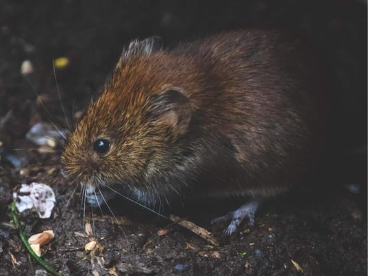 A mouse outside in the dirt.