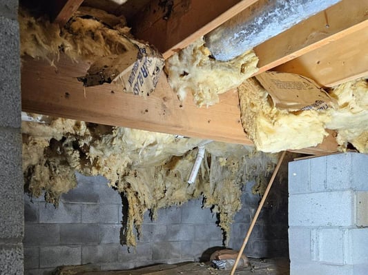 A crawl space with fiberglass batt insulation falling from the ceiling. The insulation has been damaged by excess moisture.