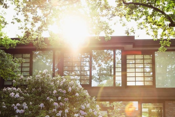 A house with modern windows, a large flowering bush, and a sunlight flare.